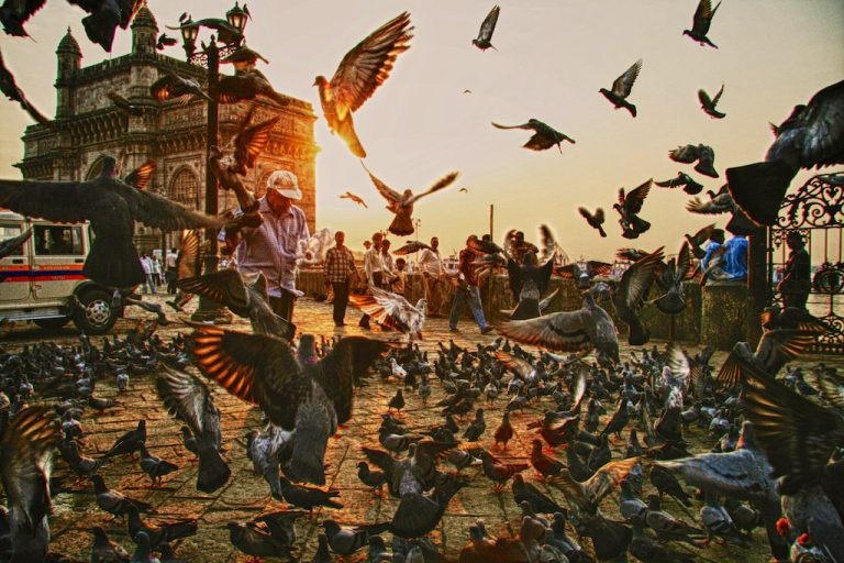 REFUSAL TO MOURN THE ABOLITION OF PIGEON-FEEDING SPOTS IN MUMBAI